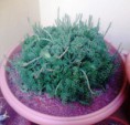 /album/mis-adquisiciones/img-20131020-wa0004-jpg1/