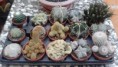 /album/mis-adquisiciones/img-20131020-wa0029-jpg1/