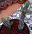 /album/mis-adquisiciones/img-20131027-wa0004-jpg1/