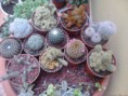 /album/mis-adquisiciones/img-20140209-wa0004-jpg1/