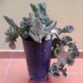 /album/mis-adquisiciones/img-20140209-wa0005-jpg1/